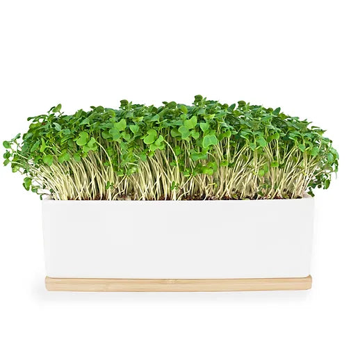 MUSTARD SPROUTS MINI GARDEN