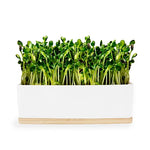 SUNFLOWER SPROUTS MINI GARDEN