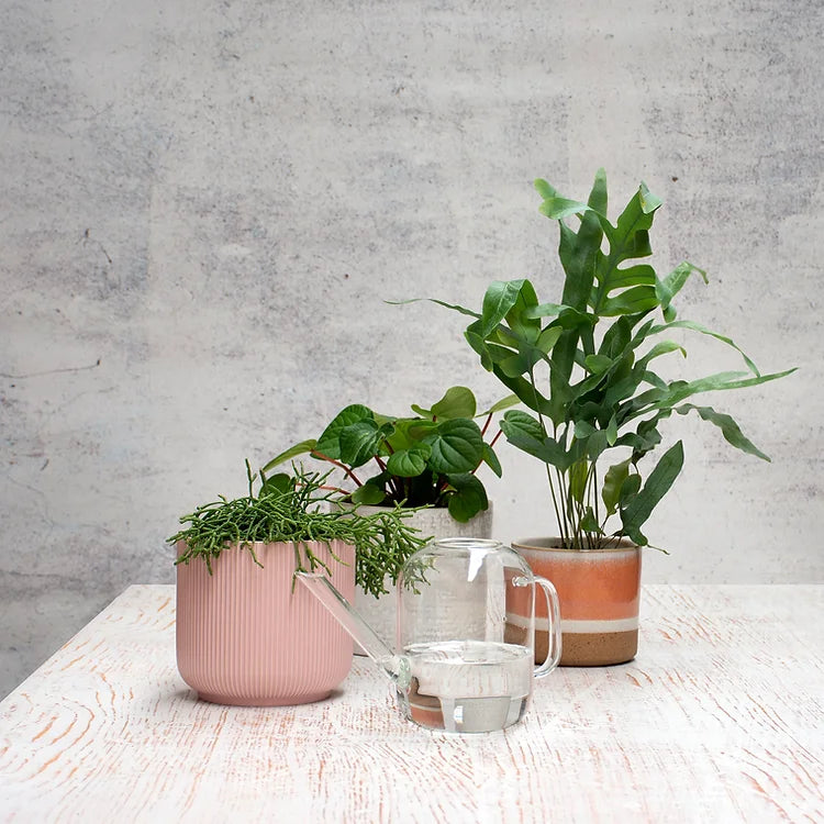 Urban Greens- Glass Watering Can