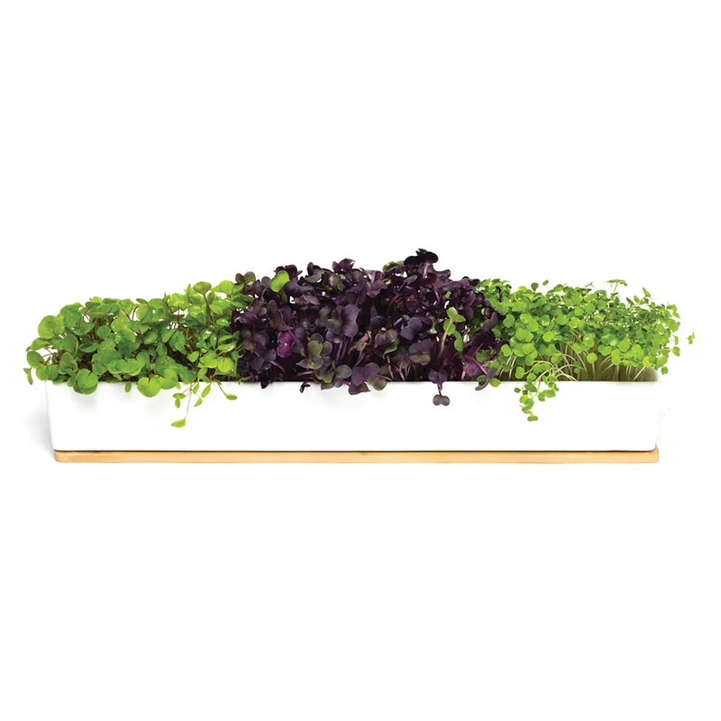 MICROGREENS WINDOWSILL GROW BOX