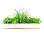 MICRO HERBS WINDOW SILL BOX